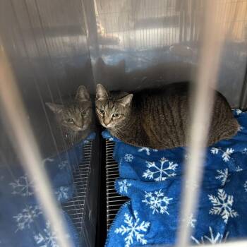 Domestic Short Hair Cats Available for Adoption - Scout | PetCurious