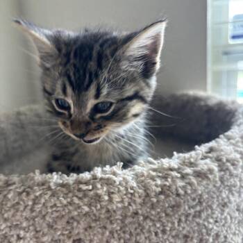 Domestic Short Hair Cats Available for Adoption in Missouri City, Texas - Reeses | PetCurious