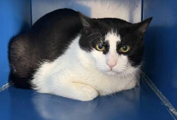 Domestic Short Hair Cats Available for Adoption - Sims (aka Batman) | PetCurious