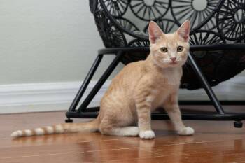 Rescue Domestic Short Hair Cats for Adoption - Chopsticks | PetCurious