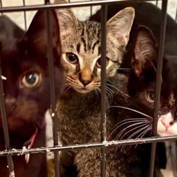 Entree -  Domestic Short Hair Cat for Adoption in Greensboro, North Carolina - Entree | PetCurious