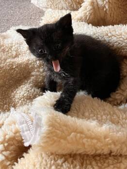 Peep -  Domestic Short Hair Cat for Adoption in Oak Park, Michigan - Peep | PetCurious