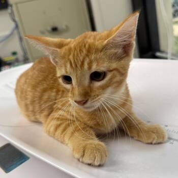 Bumblebee -  Domestic Medium Hair Cat for Adoption in Columbiana, Alabama - Bumblebee | PetCurious
