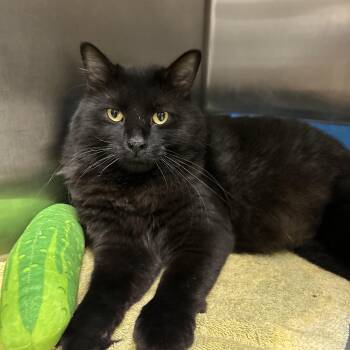 Tarmac -  Domestic Long Hair Cat for Adoption in La Grange Park, Illinois - Tarmac | PetCurious