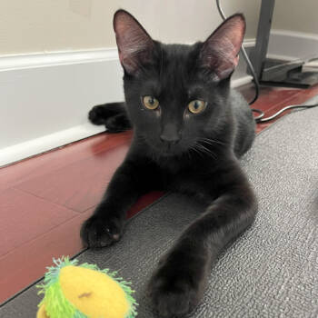 Rescue Domestic Short Hair Cats for Adoption in Fort Lauderdale, Florida - Churro | PetCurious