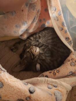 Highway -  Domestic Short Hair Cat for Adoption in Plymouth, Michigan - Highway | PetCurious