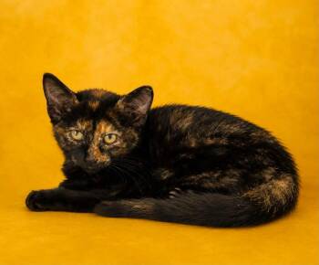 Briar -  Domestic Short Hair Cat for Adoption in Columbia, Tennessee - Briar | PetCurious