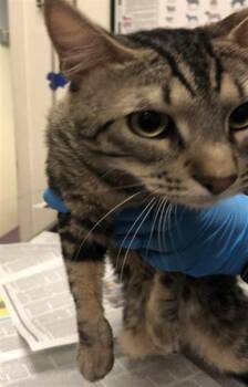 Rescue Domestic Short Hair Cats for Adoption in Long Beach, California - DAPPER | PetCurious