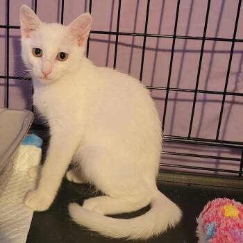 Snow -  Domestic Short Hair Cat for Adoption in Villa Park, California - Snow | PetCurious