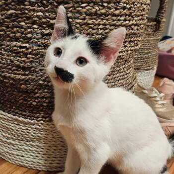 Rescue Domestic Short Hair Cats for Adoption in Chicago, Illinois - Mike (bonded With Barbara) | PetCurious