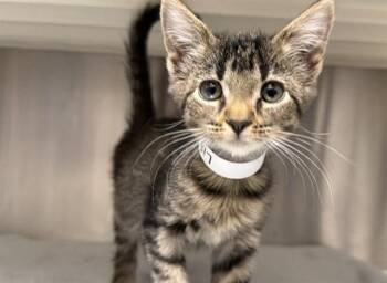 ELOISE -  Domestic Short Hair Cat for Adoption in Tustin, California - ELOISE | PetCurious