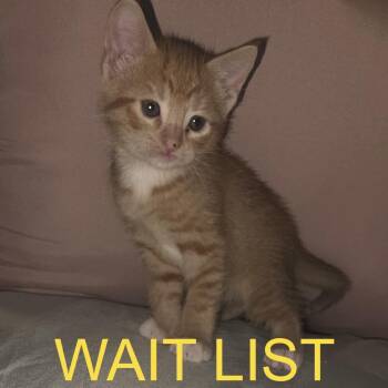 Meowvin -  American Shorthair Cat for Adoption in Livingston, Texas - Meowvin | PetCurious