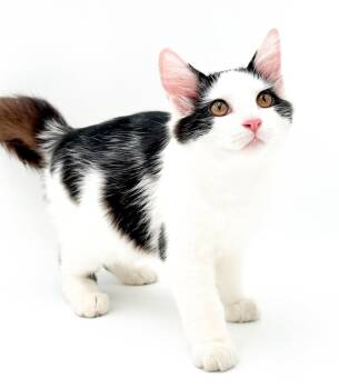 Cody is the cutest - poofy too -  Siberian and Turkish Van Cat for Adoption in Bedford Hills, New York - Cody Is The Cutest - Poofy Too | PetCurious
