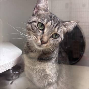 Catalie -  Domestic Short Hair Cat for Adoption in New Castle, Indiana - Catalie | PetCurious