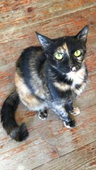 Rescue Tortoiseshell Cats for Adoption in Brampton, Ontario - Kitty | PetCurious