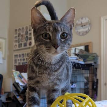 Kane -  Domestic Medium Hair Cat for Adoption in San Antonio, Texas - Kane | PetCurious