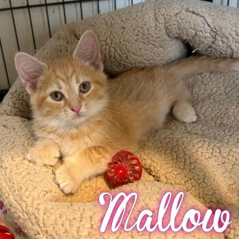 Mallow -  Domestic Short Hair Cat for Adoption in Hillsboro, Ohio - Mallow | PetCurious