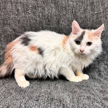 Domestic Medium Hair Cats Available for Adoption in Waterloo, Iowa - Hilda | PetCurious