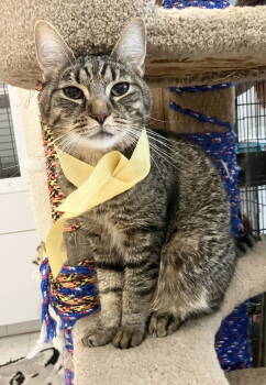 Rescue Tabby and Domestic Short Hair Cats for Adoption in Dublin, Ohio - Gerald | PetCurious