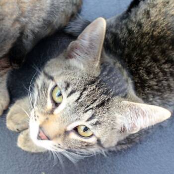 Rescue Domestic Short Hair Cats for Adoption in Redlands, California - Aang | PetCurious