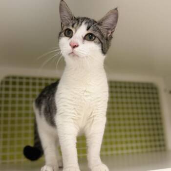 Georgie -  Domestic Short Hair Cat for Adoption in Tallahassee, Florida - Georgie | PetCurious