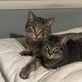 Loki & Hela -  Domestic Short Hair Cat for Adoption in Royal Oak, Michigan - Loki & Hela | PetCurious