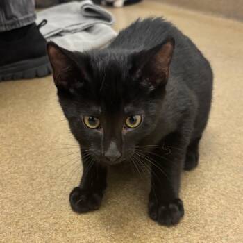 Soot -  Domestic Short Hair Cat for Adoption in Corpus Christi, Texas - Soot | PetCurious