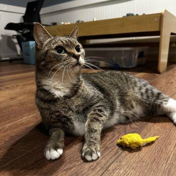 Domestic Short Hair Cats Available for Adoption - Yoda | PetCurious