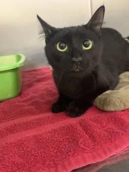 TNR-705BreedenCir -  Domestic Short Hair Cat for Adoption in Conway, Arkansas - TNR-705BreedenCir | PetCurious