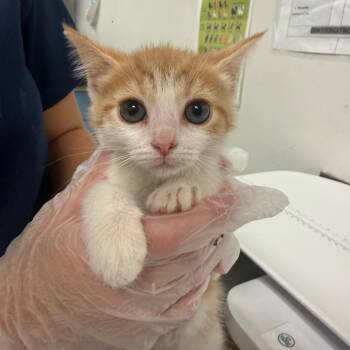 Judy -  Domestic Medium Hair Cat for Adoption in Charleston, West Virginia - Judy | PetCurious
