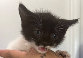 Rescue Domestic Short Hair Cats for Adoption in Labelle, Florida - Cleats | PetCurious