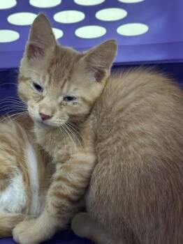 MR PIB -  Domestic Short Hair Cat for Adoption in Conway, Arkansas - MR PIB | PetCurious