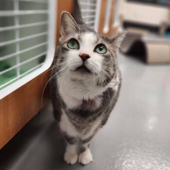 Rescue Domestic Short Hair Cats for Adoption in Las Vegas, Nevada - Buffy | PetCurious