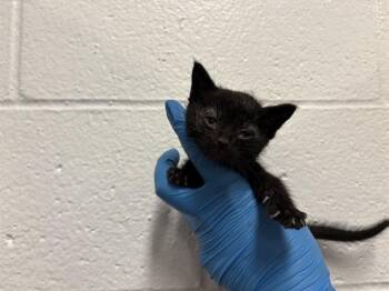 Domestic Short Hair Cats Available for Adoption in Thousand Palms, California - DANDELION | PetCurious