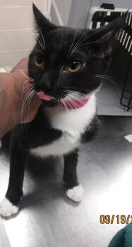 (601) -  Domestic Short Hair Cat for Adoption in Marietta, Georgia - (601) | PetCurious