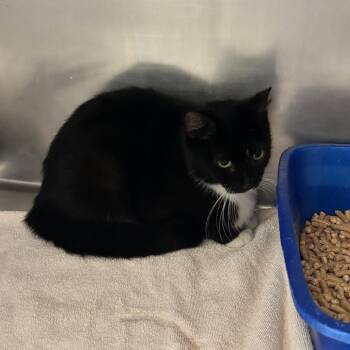 Caterina -  American Shorthair Cat for Adoption in Bristol, Indiana - Caterina | PetCurious