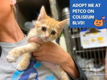 CHEDDAR BAE -  Domestic Short Hair Cat for Adoption in Fort Wayne, Indiana - CHEDDAR BAE | PetCurious