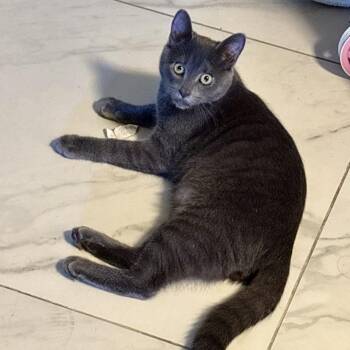 Russian Blue Cats Available for Adoption - Pepito | PetCurious
