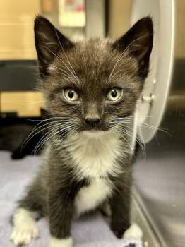 Smokey -  Domestic Short Hair Cat for Adoption in Wichita, Kansas - Smokey | PetCurious