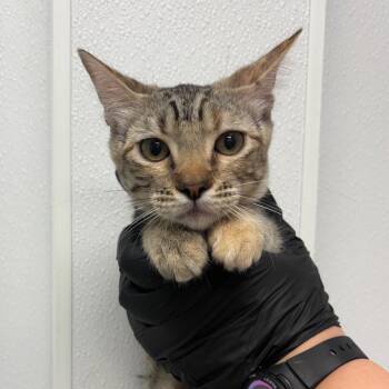 Hazy Delia -  Domestic Short Hair Cat for Adoption in Abilene, Texas - Hazy Delia | PetCurious