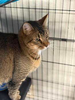 Charlie (and Blanca) -  Abyssinian and Domestic Short Hair Cat for Adoption in Walnut Creek, California - Charlie (and Blanca) | PetCurious