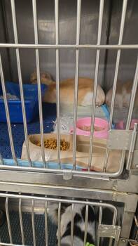 Domestic Short Hair Cats Available for Adoption in Franklin, Massachusetts - Rusty | PetCurious