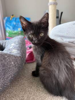 Raven -  Domestic Short Hair Cat for Adoption in Lafayette, Colorado - Raven | PetCurious
