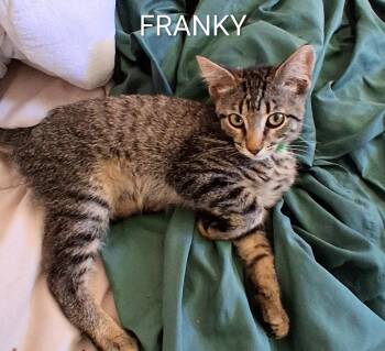 Franky -  Domestic Short Hair Cat for Adoption in Redondo Beach, California - Franky | PetCurious