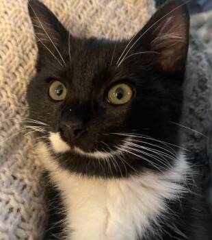 Domestic Short Hair Cats Available for Adoption in Wheeling, Illinois - Milo | PetCurious