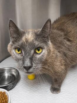 Rocko -  Domestic Short Hair Cat for Adoption in Evansville, Indiana - Rocko | PetCurious