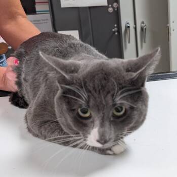 Solar Flare -  Domestic Short Hair Cat for Adoption in Peoria, Illinois - Solar Flare | PetCurious