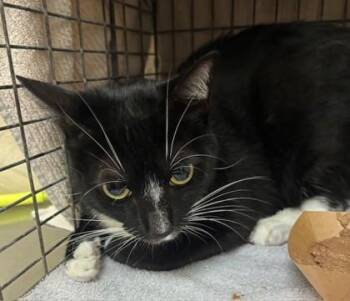 Atticus -  Domestic Short Hair Cat for Adoption in Honolulu, Hawaii - Atticus | PetCurious