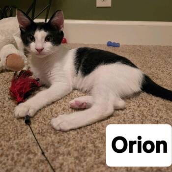 Orion...a Polite Little Gentleman with a Giant Purr -  Domestic Short Hair Cat for Adoption in Murfreesboro, Tennessee - Orion...a Polite Little Gentleman With A Giant Purr | PetCurious