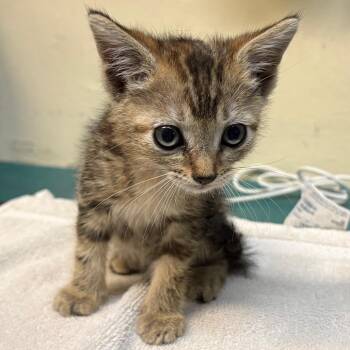 Trixie -  Domestic Short Hair Cat for Adoption in Pasadena, California - Trixie | PetCurious